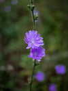 Lisa B